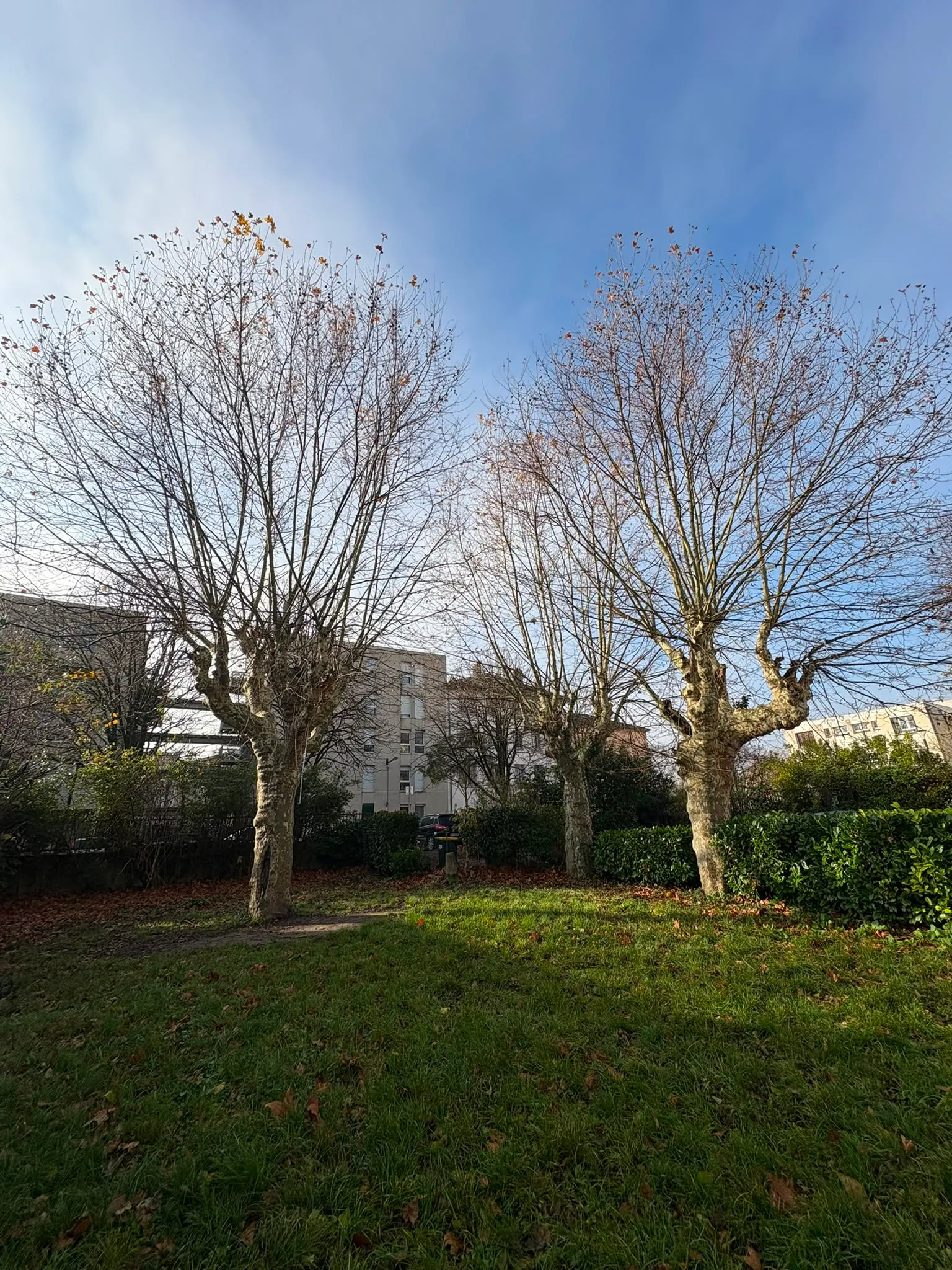 Arbres taillés et entretenus par Jardélie dans un espace résidentiel de la métropole lyonnaise
