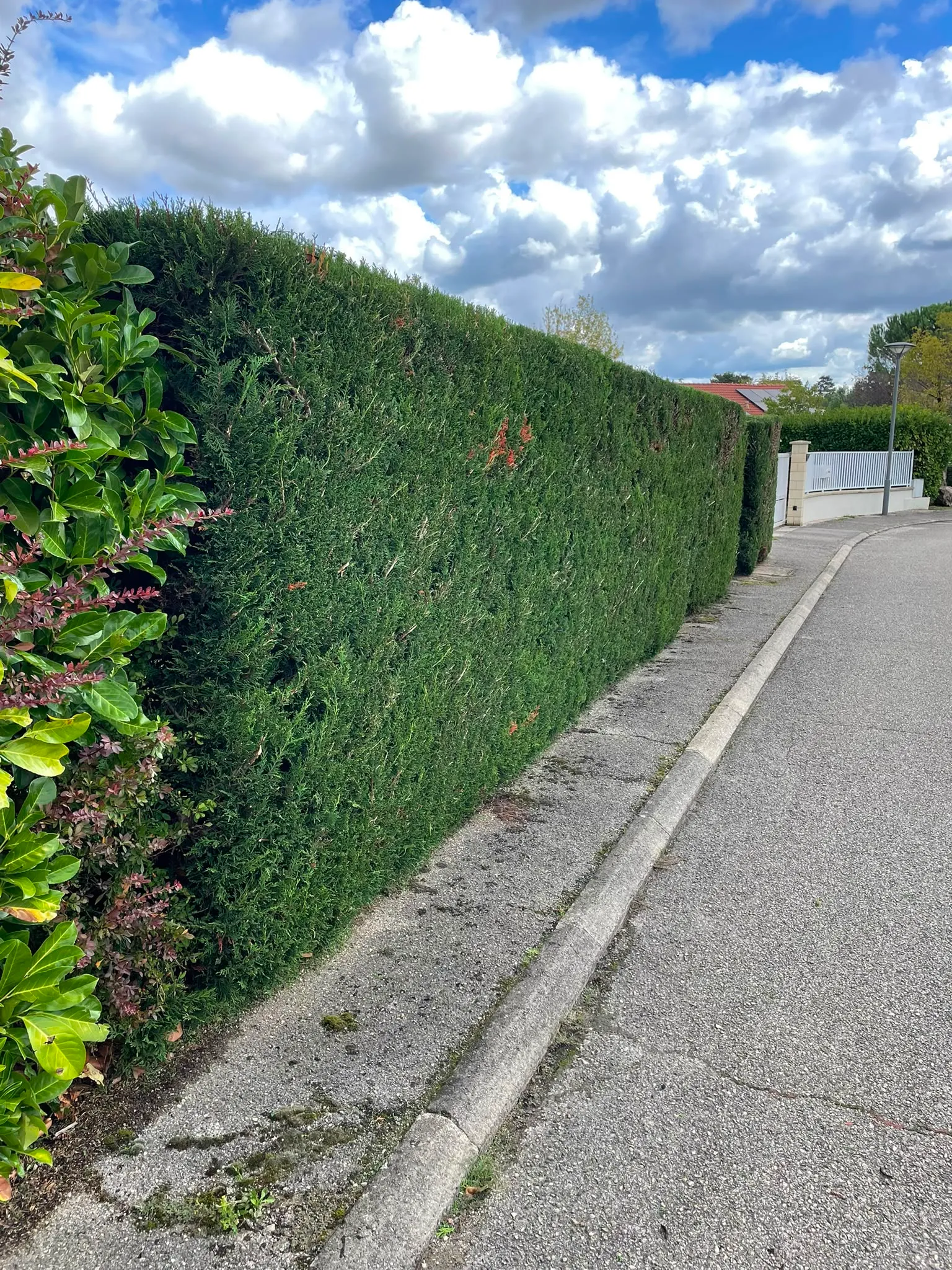 Grande haie de conifères taillée et remise en ligne par Jardélie dans la métropole de Lyon