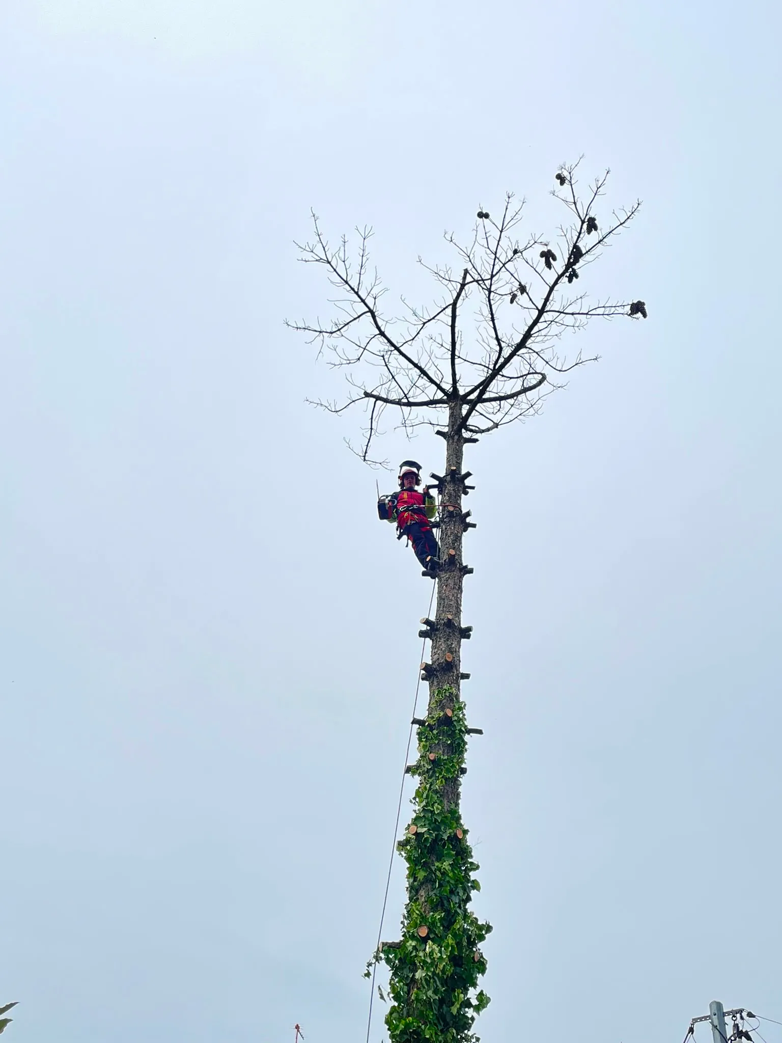 Élagueur grimpeur Jardélie réalisant le démontage d’un arbre en grande hauteur avec cordage et équipement de sécurité
